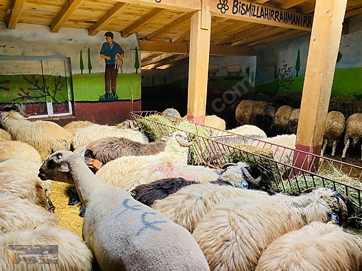 Hayvanlar Alemi / Küçükbaş Hayvanlar / Koç