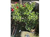 Sağlıklı ve bakımlı japon gülü