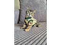 MİNİK PRENSES ASU,ALESİNİ ARIYOR #1283171624