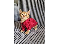 MİNİK PRENS ASLAN,AİLESİNİ ARIYOR #1283171901