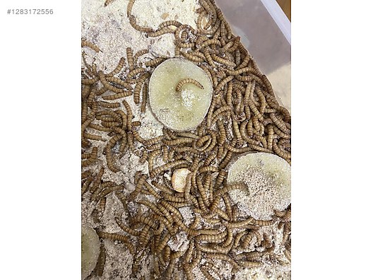 Hayvanlar Alemi / Böcekler / Diğer Türler