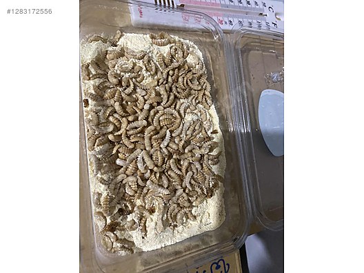 Hayvanlar Alemi / Böcekler / Diğer Türler