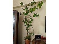 Japon gülü, hibiskus çiçeği