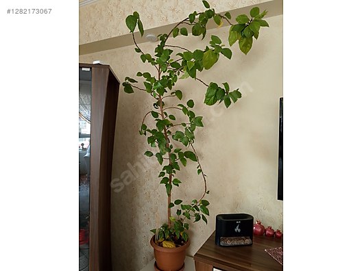 Used & Brand New Items / Garden & Home Improvement / Garden / Plants & Flowers / Flowering Plants