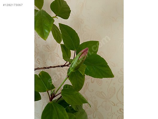 Used & Brand New Items / Garden & Home Improvement / Garden / Plants & Flowers / Flowering Plants