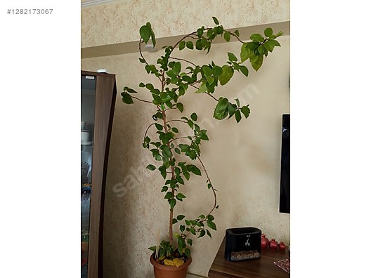 Used & Brand New Items / Garden & Home Improvement / Garden / Plants & Flowers / Flowering Plants