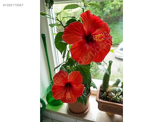 Used & Brand New Items / Garden & Home Improvement / Garden / Plants & Flowers / Flowering Plants