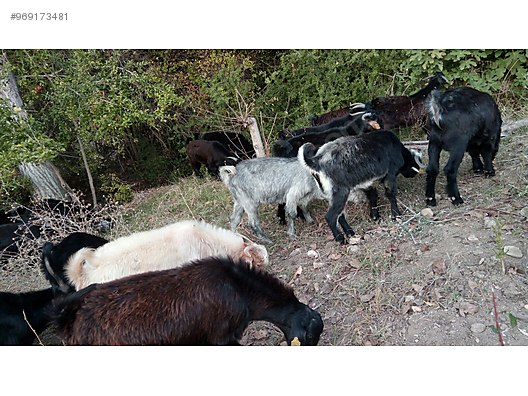 goat yeanling sahibinden satilik erkek oglak at sahibinden com 969173481