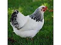 Silivri Satilik Tavuk Cinsleri Ve Fiyatlari Sahibinden Com Da Silivri Satilik Tavuk Cinsleri Ve Fiyatlari Sahibinden Com Da