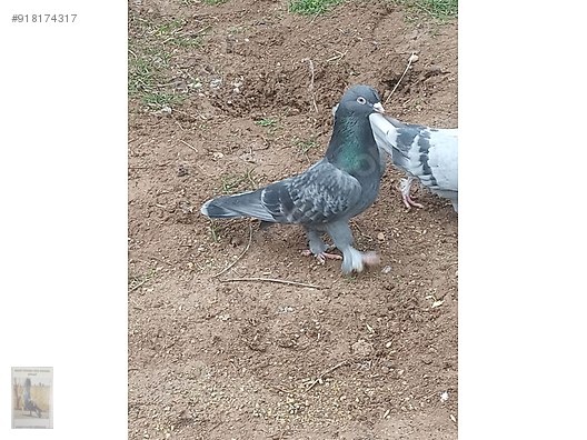 guvercin sadece oyun kusu sahibinden comda 918174317