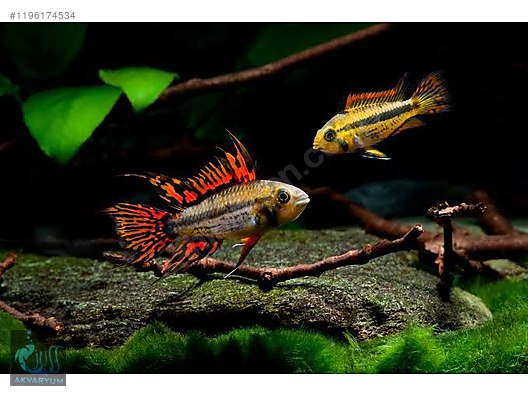 Cichlids / Apistogramma hongsloi / Apistogramma Cacaduas ( Kakadu ) at ...