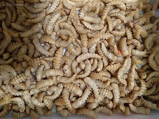 Hayvanlar Alemi / Böcekler / Diğer Türler