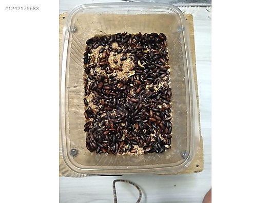 Hayvanlar Alemi / Böcekler / Diğer Türler