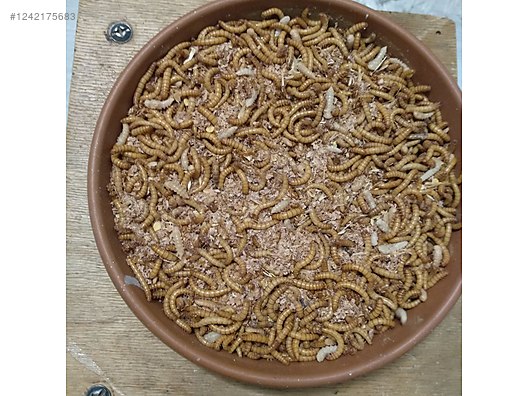 Hayvanlar Alemi / Böcekler / Diğer Türler