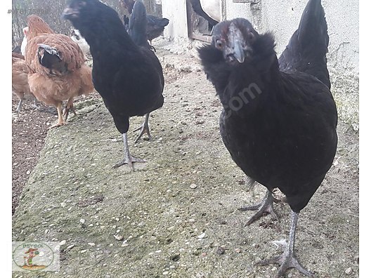 roosters mavici ameraucana genc damizlik horozlar tavuklar at sahibinden com 976175696