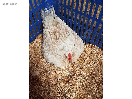 Chickens Ispenc 5 Parmak At Sahibinden Com 931176855 Chickens Ispenc 5 Parmak At Sahibinden Com 931176855