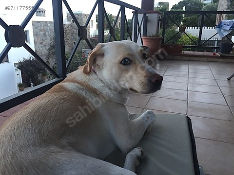 Kopek Diger Irklar Acil Yuva Araniyorr Sahibinden Comda 971177555 Kopek Diger Irklar Acil Yuva Araniyorr Sahibinden Comda 971177555