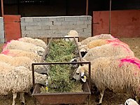 DEMİR ADAK KURBAN SATIŞ VE KESİM YERİ #1283177675