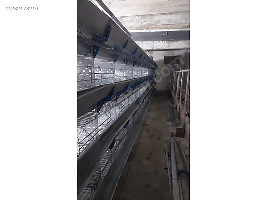 Hayvanlar Alemi / Kümes Hayvanları / Tavuk