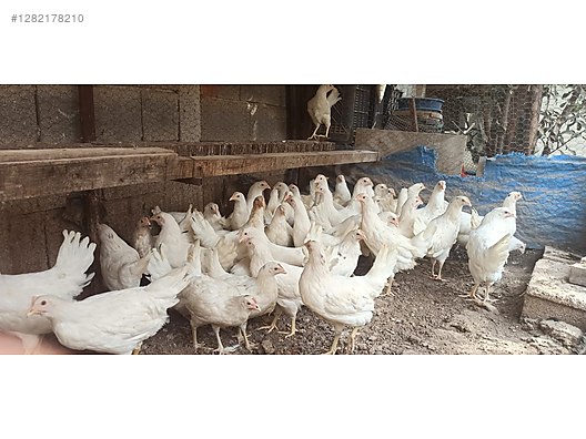 Hayvanlar Alemi / Kümes Hayvanları / Tavuk