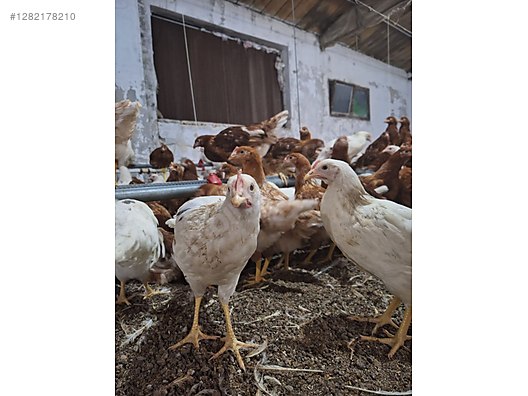 Hayvanlar Alemi / Kümes Hayvanları / Tavuk