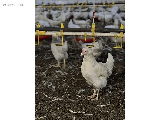 Hayvanlar Alemi / Kümes Hayvanları / Tavuk