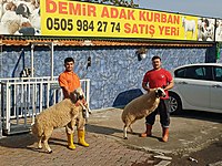 BEYLİKDÜZÜ AOUTOPYA YANI DEMİR ADAK KURBAN SATIŞ MERKEZİ #1283179493