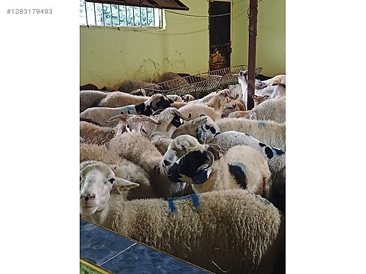 Hayvanlar Alemi / Küçükbaş Hayvanlar / Koç