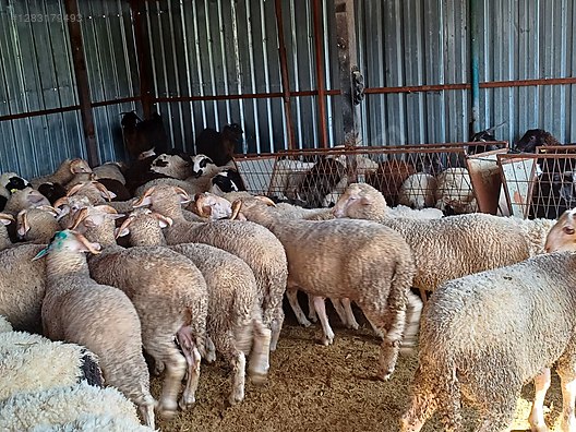 Hayvanlar Alemi / Küçükbaş Hayvanlar / Koç