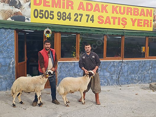 Hayvanlar Alemi / Küçükbaş Hayvanlar / Koç