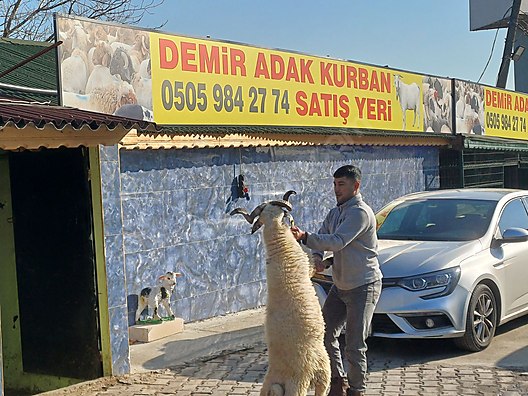 Hayvanlar Alemi / Küçükbaş Hayvanlar / Koç