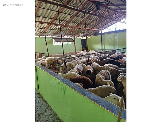 Hayvanlar Alemi / Küçükbaş Hayvanlar / Koç