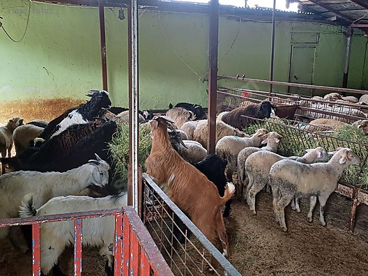 Hayvanlar Alemi / Küçükbaş Hayvanlar / Koç