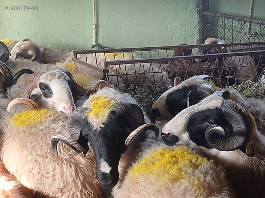 Hayvanlar Alemi / Küçükbaş Hayvanlar / Koç