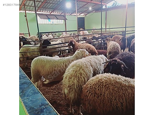 Hayvanlar Alemi / Küçükbaş Hayvanlar / Koç