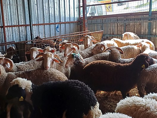 Hayvanlar Alemi / Küçükbaş Hayvanlar / Koç