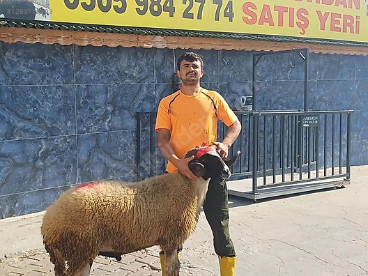 Hayvanlar Alemi / Küçükbaş Hayvanlar / Koç