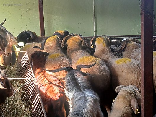 Hayvanlar Alemi / Küçükbaş Hayvanlar / Koç