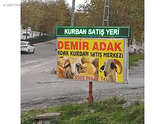 Hayvanlar Alemi / Küçükbaş Hayvanlar / Koç