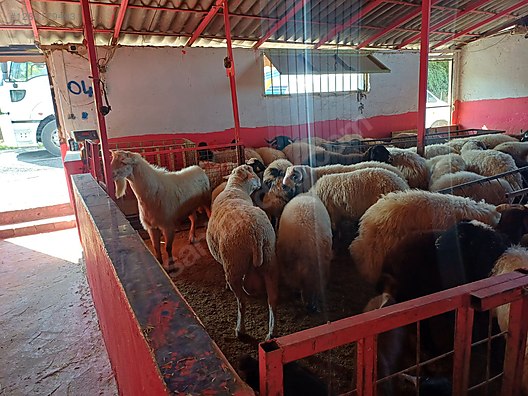 Hayvanlar Alemi / Küçükbaş Hayvanlar / Koç