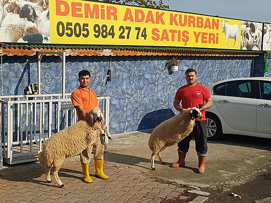 Hayvanlar Alemi / Küçükbaş Hayvanlar / Koç