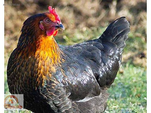 Tavuk Ataks Yarka Ve Yumurta Tavugu Sahibinden Comda 971179550 Tavuk Ataks Yarka Ve Yumurta Tavugu Sahibinden Comda 971179550