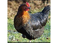 akhisar satilik tavuk cinsleri ve fiyatlari sahibinden com da