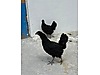 Pets & Livestock / Poultry & Fowl / Chickens