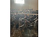 Pets & Livestock / Poultry & Fowl / Chickens