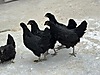 Pets & Livestock / Poultry & Fowl / Chickens