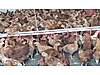 Pets & Livestock / Poultry & Fowl / Chickens