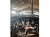 Pets & Livestock / Poultry & Fowl / Chickens