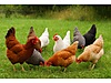 Pets & Livestock / Poultry & Fowl / Chickens