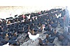 Pets & Livestock / Poultry & Fowl / Chickens